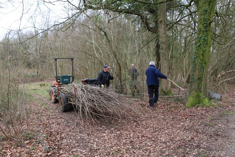 Coppicing © Sam Roberts