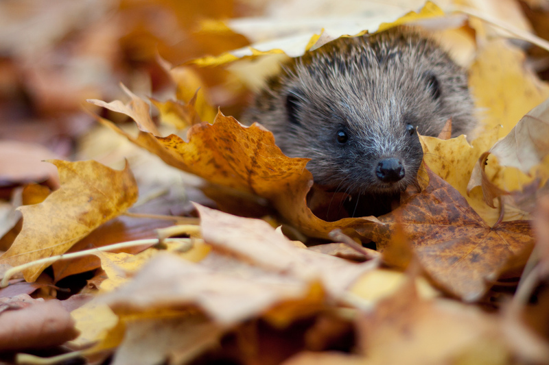 Remember, remember! Please check for wildlife