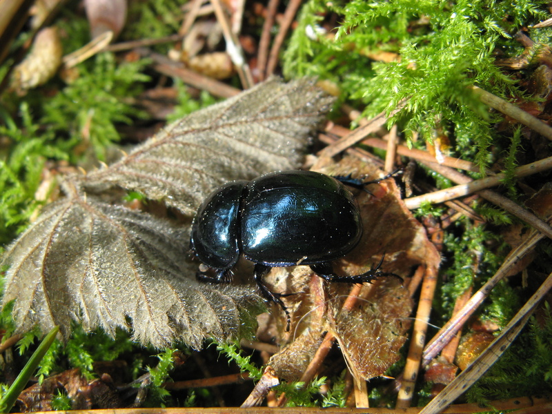 Dung Beetle © Victoria Hume Dung Beetle © Victoria Hume