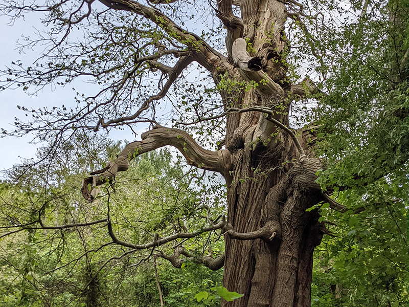 Sweet Chestnut