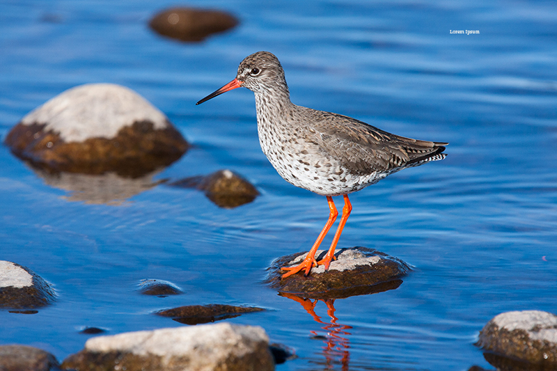 Photograph of a Redshank