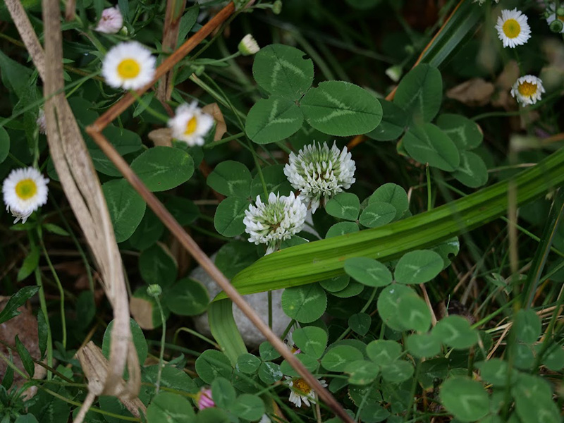 White Clover White Clover