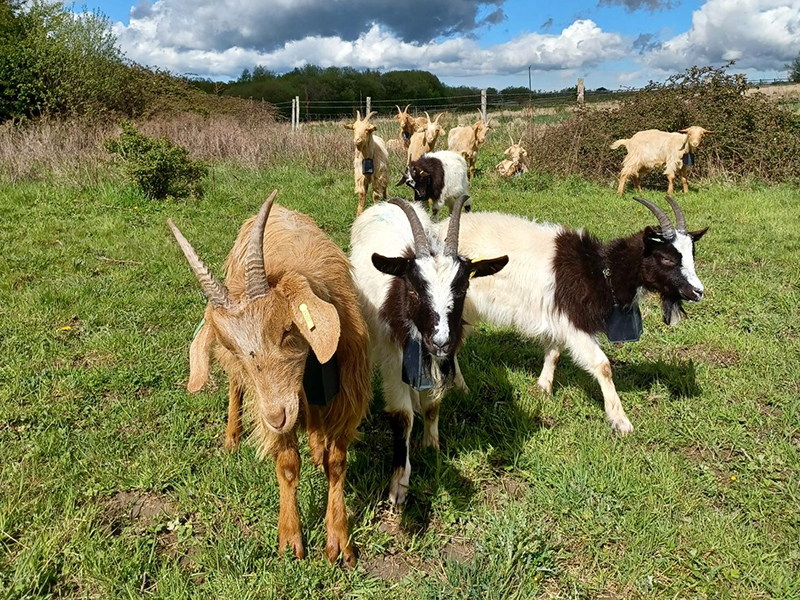 Goats