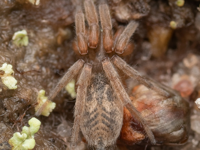 Haplodrassus dalmatensis © James Chisnall