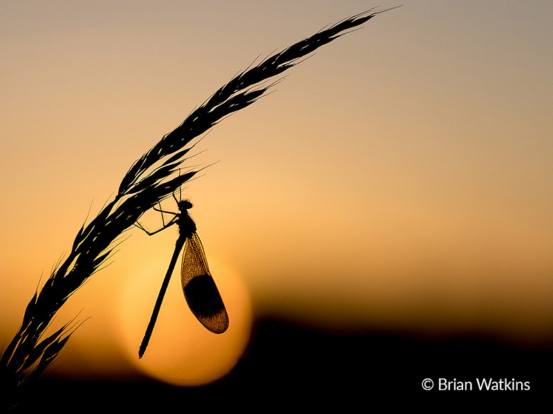Dazzling damselfly wins Sussex Wildlife Trust Photo Competition