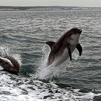 1. Chasing the Dive Boat © Teresa Jones