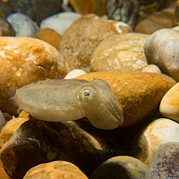3. Cuttlefish © Clair Read