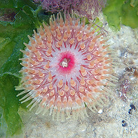 4. Dahlia Anemone at Holywell Eastbourne © Claire Saxby