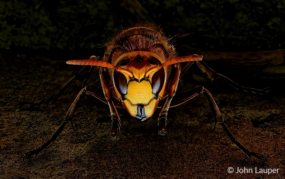 3. European Hornet - John Lauper