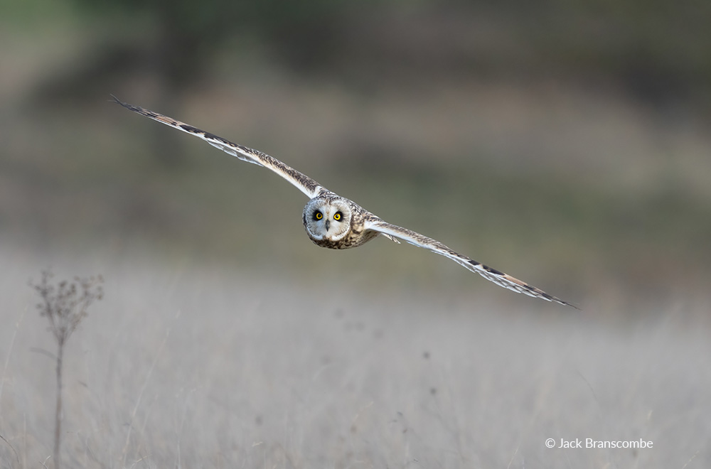 4. Eye to Eye with a Shortie - Jack Branscombe