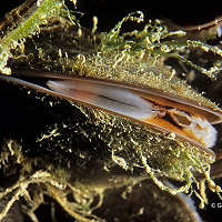 5. Newhaven Mussels © Gerald Legg