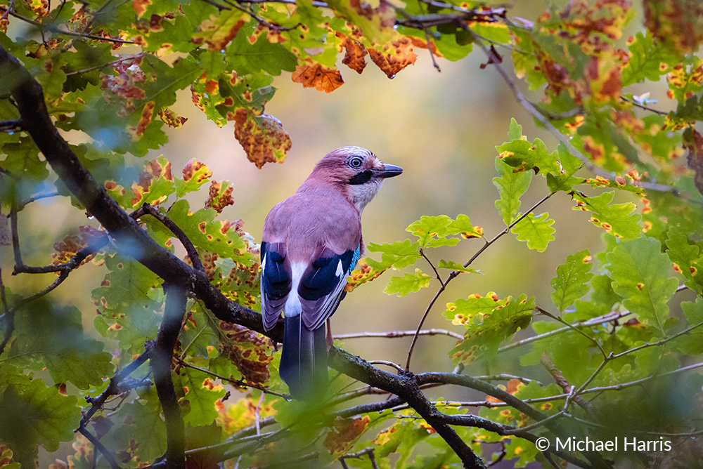 5. Jay in an Autumn Oak - Michael Harris