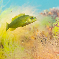 6. Little Wrasse © Piers Fearick