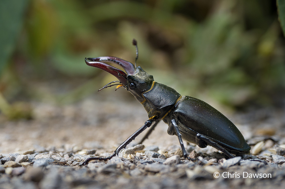 6. Male Stag Beetle - Chris Dawson
