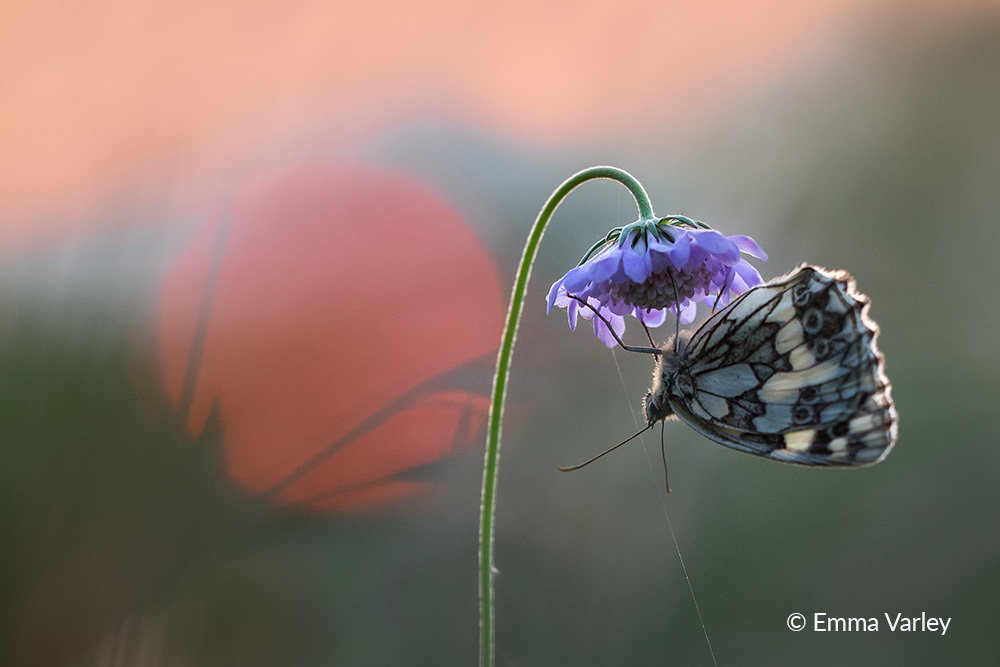 7. Marbled White at Sunset - Emma Varley