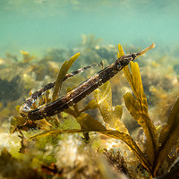8. Pipefish © Piers Fearick