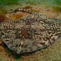 9. Rays The Way © Scott Rico