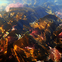 10. Reef close up © Eunice Bergin