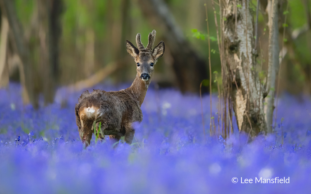 9. Roe Deer in the Bluebells&nbsp; - Lee Mansfield