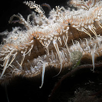 11. Selsey Scallop © Andy Willett