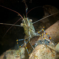 12. Selsey Shrimp © Andy Willett