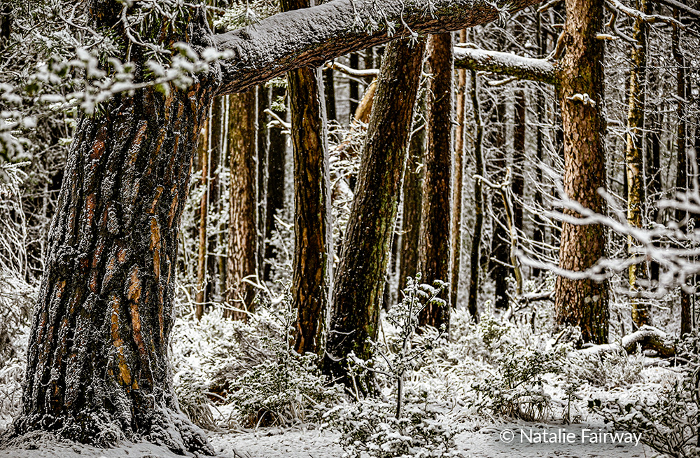 12. Snow on the Ashdown Forest - Natalie Fairway