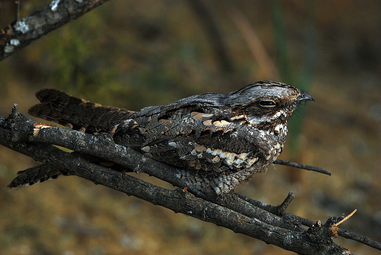 Nightjar resting on branch