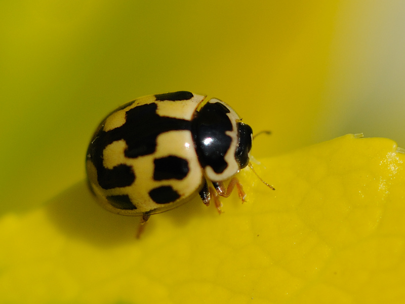 14-spot Ladybird © Amy Lewis 14-spot Ladybird © Amy Lewis