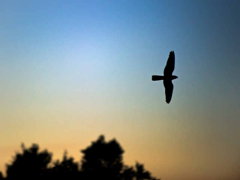 Churr delight: Nightjar season