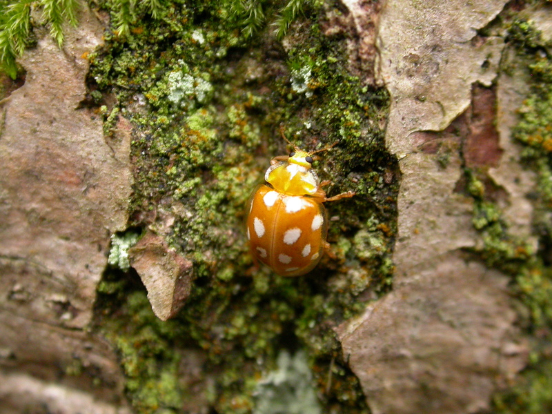 Orange ladybird © Graeme Lyons Orange ladybird © Graeme Lyons