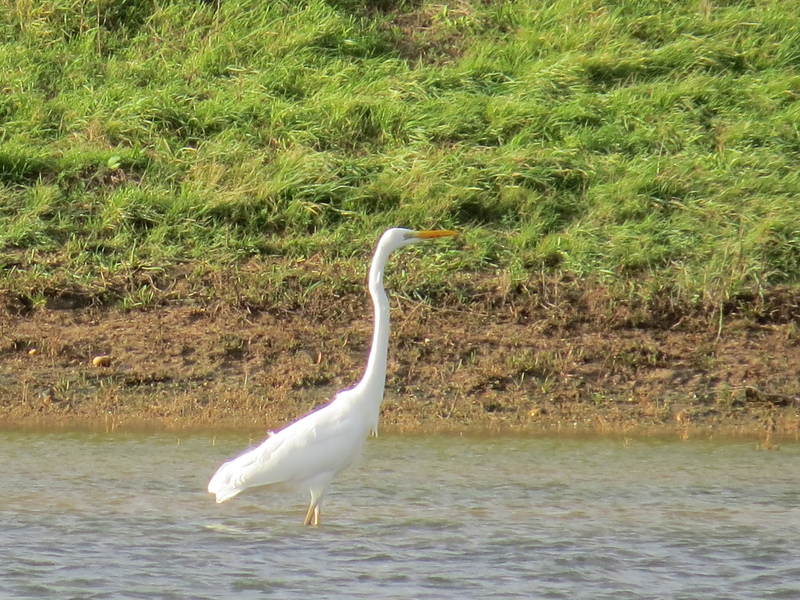 Great White Egret © Kathy Crowther
