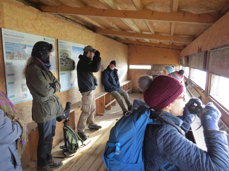 Beginning Birdwatching at Rye Harbour Nature Reserve