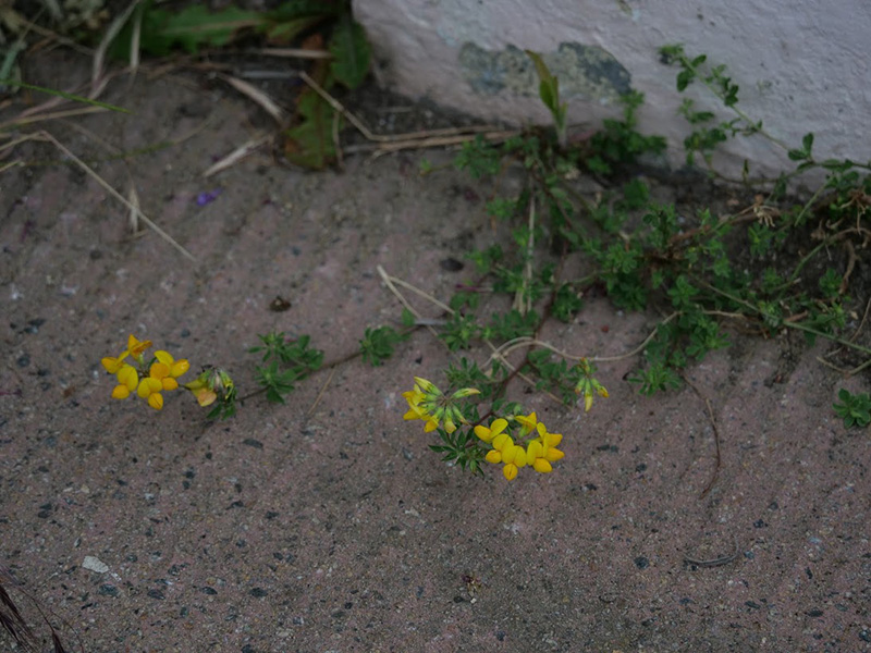 Common Bird's-foot Trefoil Common Bird's-foot Trefoil