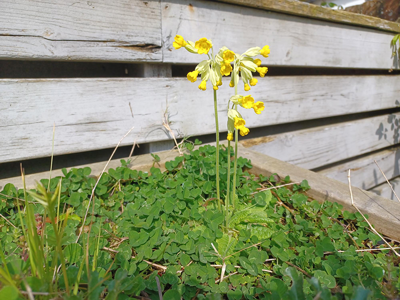 Cowslips © Emma Chaplin Cowslips © Emma Chaplin