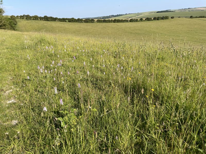 Kingston Hill Fields