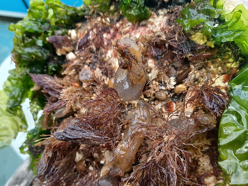 The underside of a buoy which has been submerged in the marina long enough for marine life to foul – a variety of encrusting marine animals we would refer to as “animal turf”
