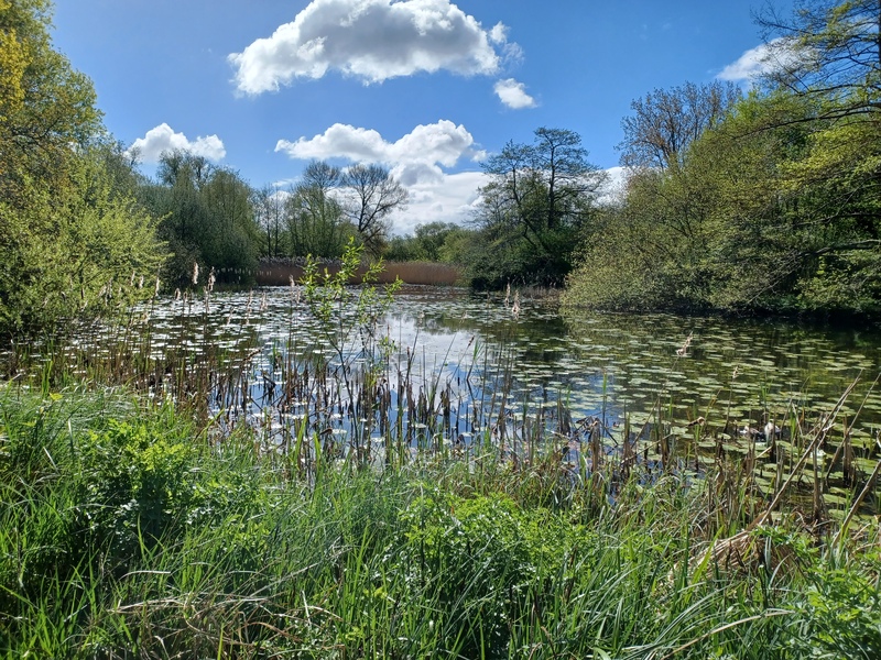 Woods Mill lake © Emma Chaplin