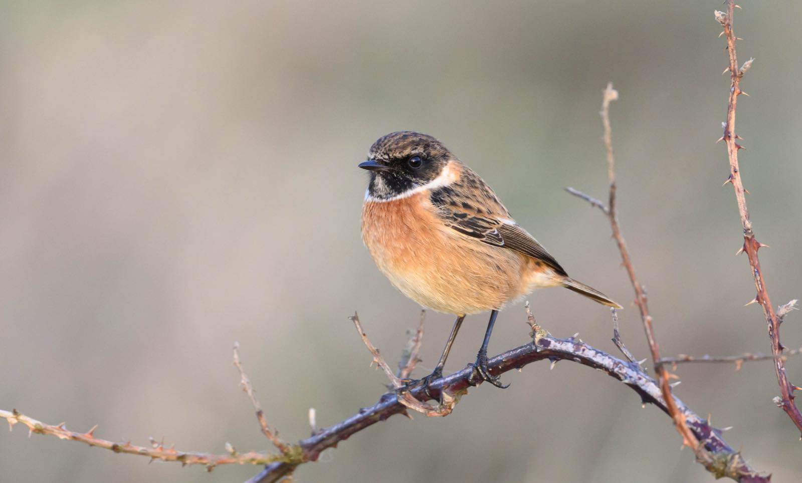 Stonechat © Richard Pettett