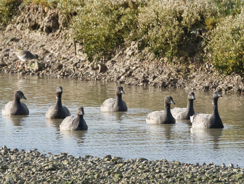 Brent Geese