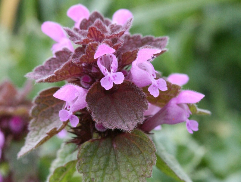 Red Deadnettle