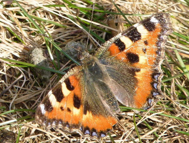 Small Tortoiseshell