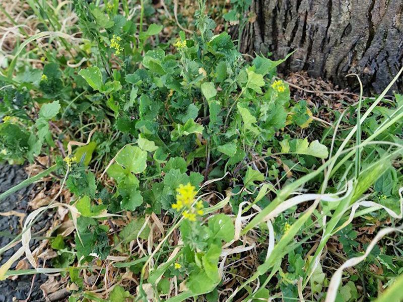 Hedge Mustard Hedge Mustard