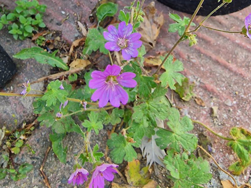 Hedgerow Crane’s Bill (introduced to UK first seen 18th century) Hedgerow Crane’s Bill (introduced to UK first seen 18th century)
