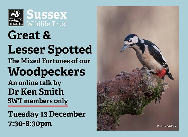 Great and Lesser Spotted - The mixed fortunes of our woodpeckers webinar (13/12/22) Members-only