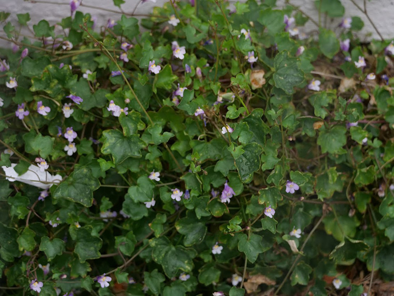 Ivy-leaved Toadflax (introduced species; first seen in 17th century) Ivy-leaved Toadflax (introduced species; first seen in 17th century)