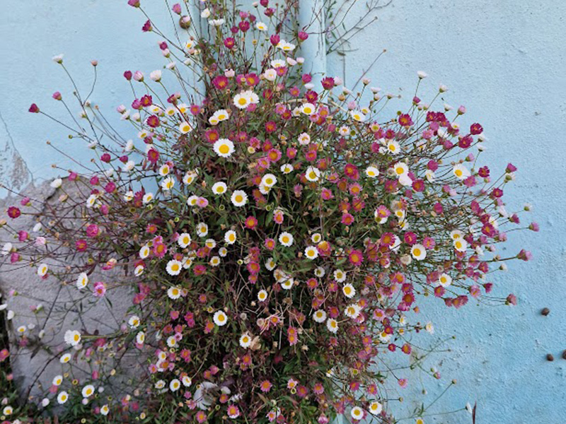 Mexican Fleabane (introduced from Mexico in 19th century) Mexican Fleabane (introduced from Mexico in 19th century)