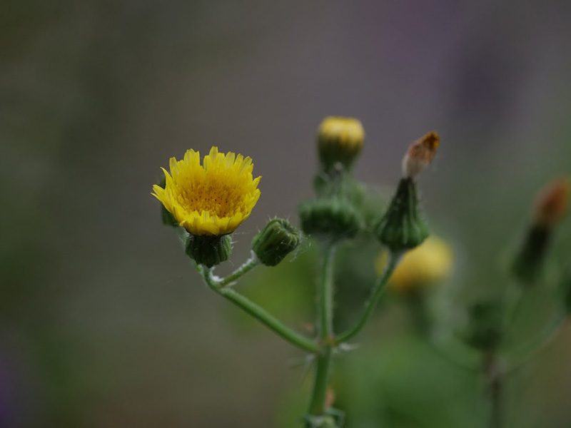Prickly Sow-thistle Prickly Sow-thistle