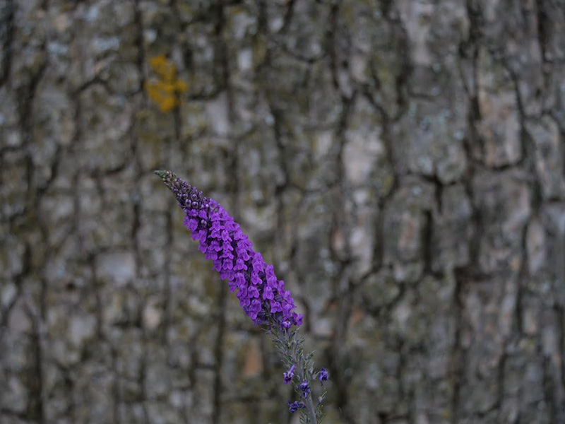 Purple Toadflax (introduced to UK, first seen in 16th century) Purple Toadflax (introduced to UK, first seen in 16th century)