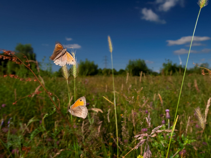Planning and Infrastructure Bill – a disaster for nature