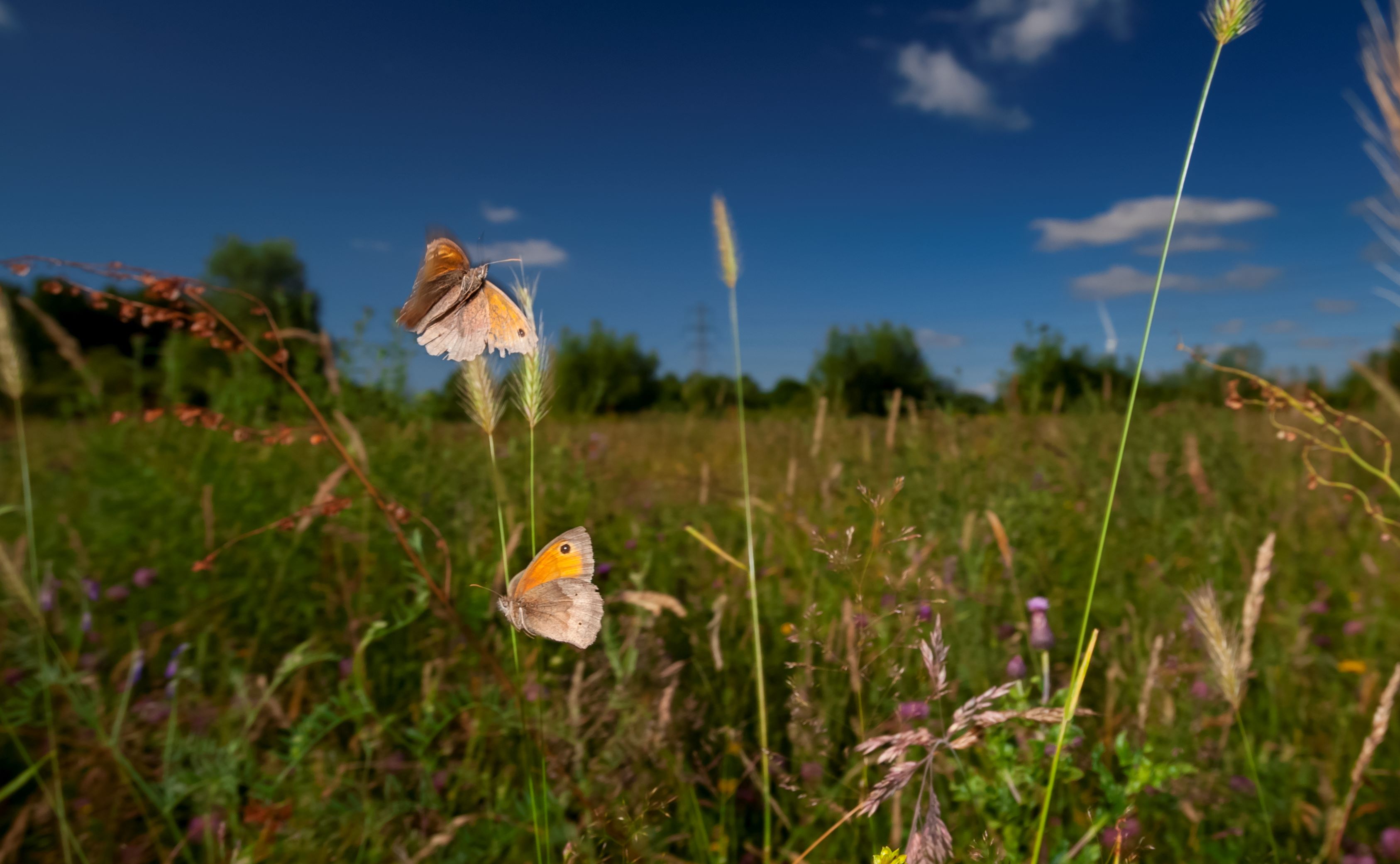 Planning and Infrastructure Bill – a disaster for nature